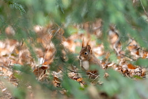 Eichhörnchen Eichhörnchen