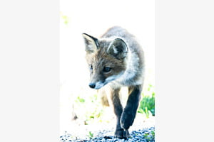 Junger Fuchs