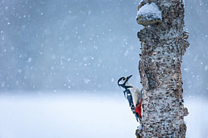 Buntspecht bei Schneefall