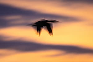Kormoran