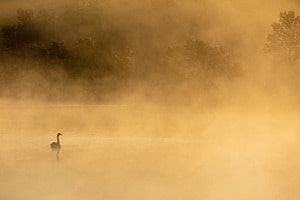 Singschwan im Nebel