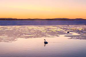 Wintermorgen mit Singschwan