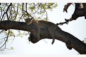 Leopard Leopard