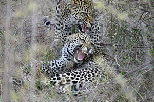 Leoparden Leoparden