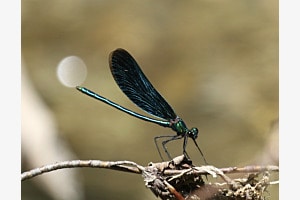 Libelle hält den Mond. Libelle hält den Mond.