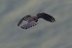 Turmfalke Turmfalke