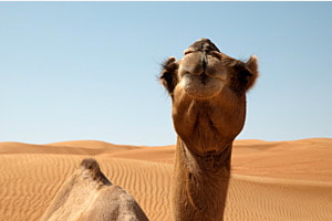 Was guckst du?