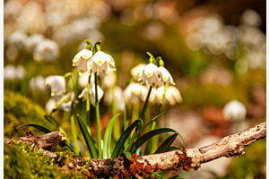Galanthus nivalis