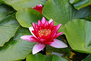 Nymphaea