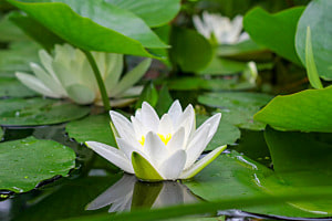 Nymphaea alba