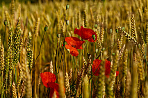 Rote Mohnblumen zwischen Getreidefeldern.