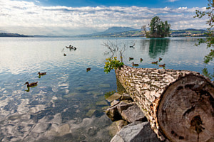 Sempachersee – ein vor der Umweltkatastrophe geretteter See