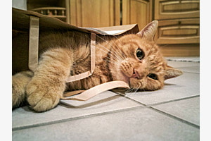 Die Katze im Sack kaufen