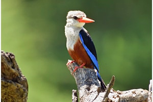 Grey-headed Kingfisher Grey-headed Kingfisher