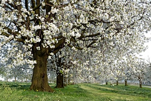 Kirschblüten