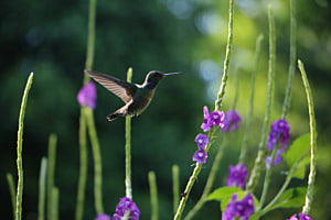 Kolibri auf Durchreise