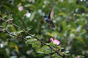 Kolibri auf Nahrungssuche
