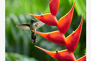 Kolibri