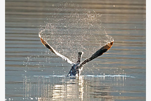 Kormoran beim starten aus dem Wasser TI