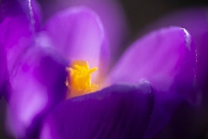 Violet-gelb