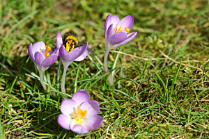 Frühling ist; Wenn die Hummel am Krokus Nektar sammelt.