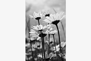 Daisy