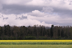 Rapsfeld