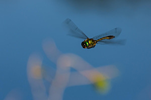 im Flug erwischt
