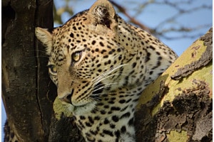 Portrait eines lautlosen Jägers Portrait eines lautlosen Jägers