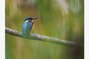 Eisvogel Eisvogel