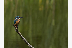 Eisvogel