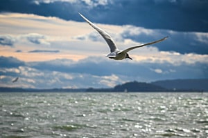Wind of chage