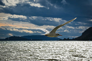 Stormy flight