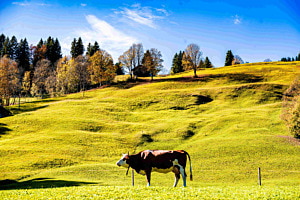 gelbes Land