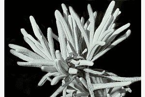 Lavendel Muster Winter