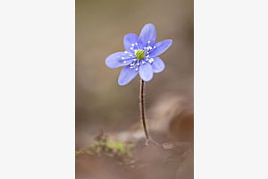 Leberblümchen