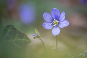 Leberblümchen