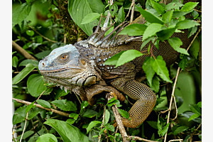 Iguana