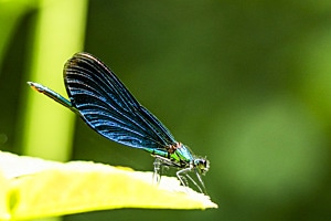 Blauflügliche Prachtlibelle