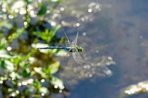 Libelle im Flug Libelle im Flug