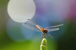 Libelle