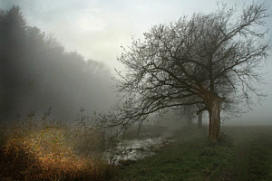 Licht im Nebel