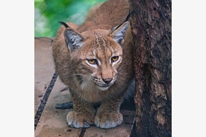 Luchs im Dählhölzli Luchs im Dählhölzli