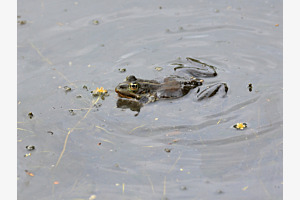 Frosch am Blüemälä