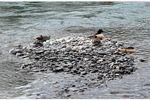 Glückliche Insel