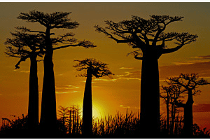 L'ALLEE DES BAOBABS