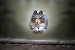 Jump'in Jump'in