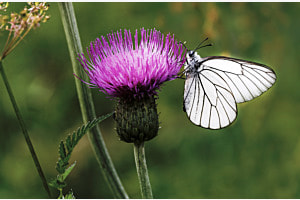 Baumweissling an Kratzdistel