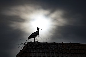 Klapperstorch