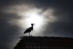 Klapperstorch Klapperstorch